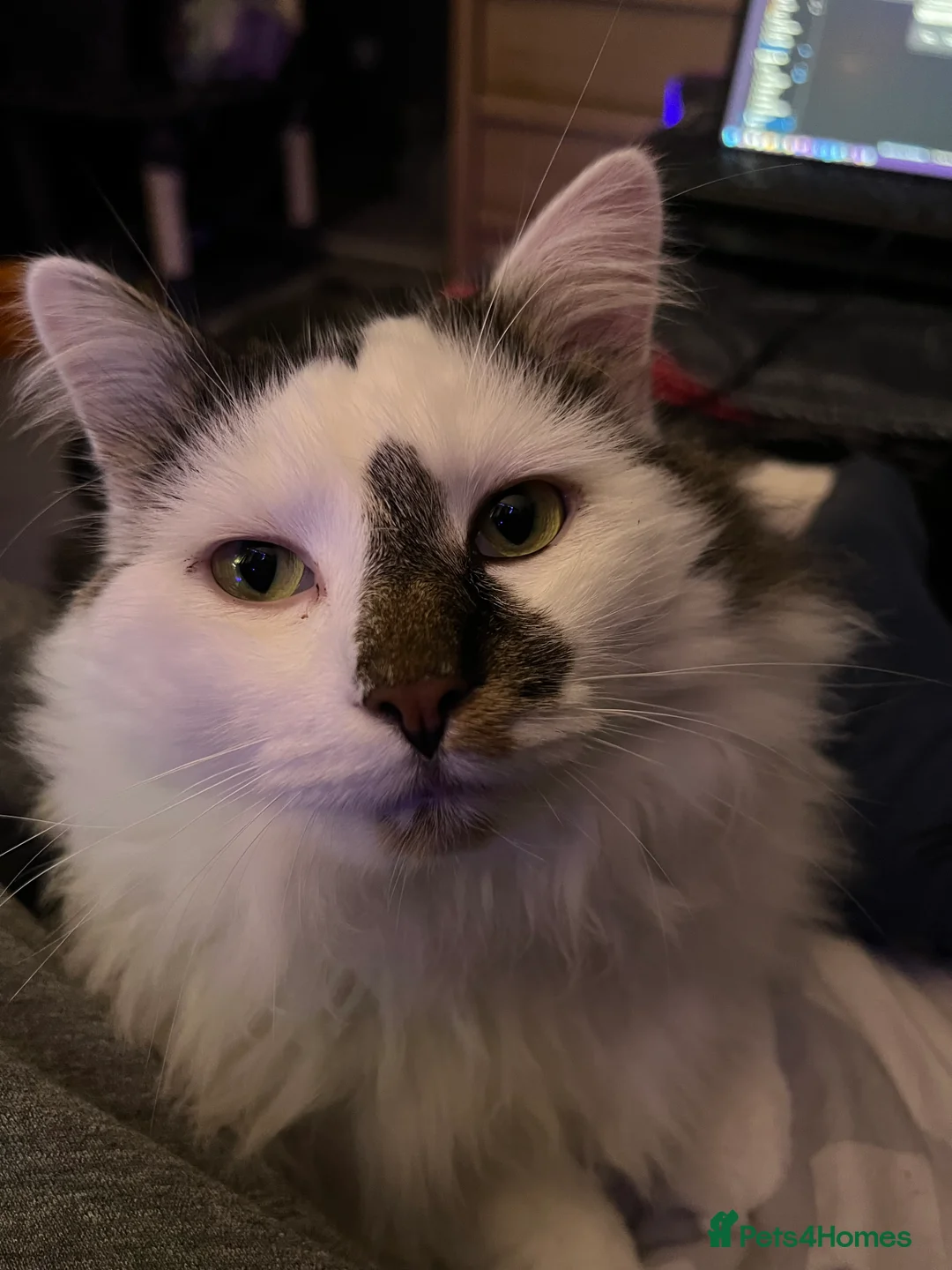 Mixed Breed cats for sale: 3 Y/O DLH - rehome wanted - Advert 5