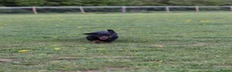 Dachshund dogs for sale: 4 year old spayed standard dachshund  - Advert 26