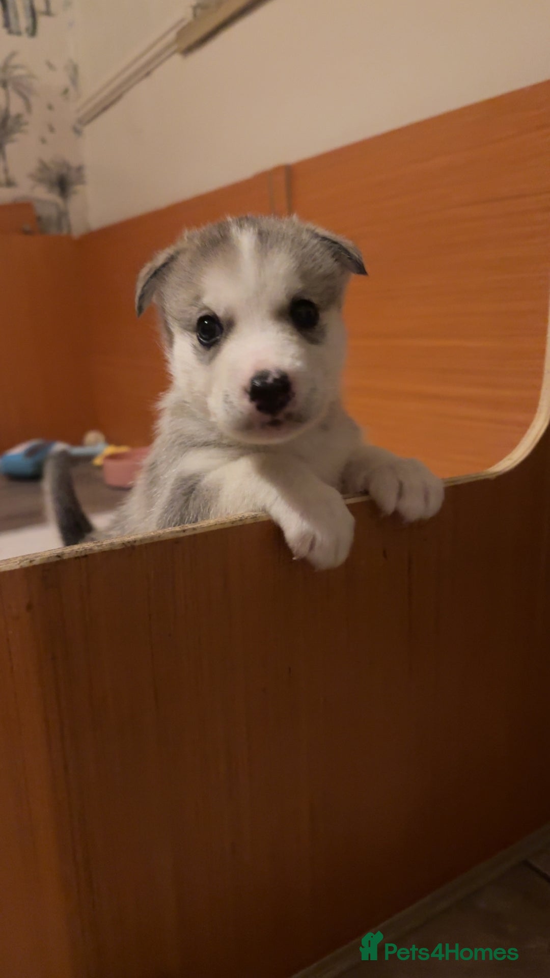 Siberian Husky dogs for sale: Husky Puppies – Ready 22/12/25 🐾  - Advert 12