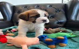 Saint Bernard dogs for sale: KC Registered St. Bernards For Sale! - Image 29