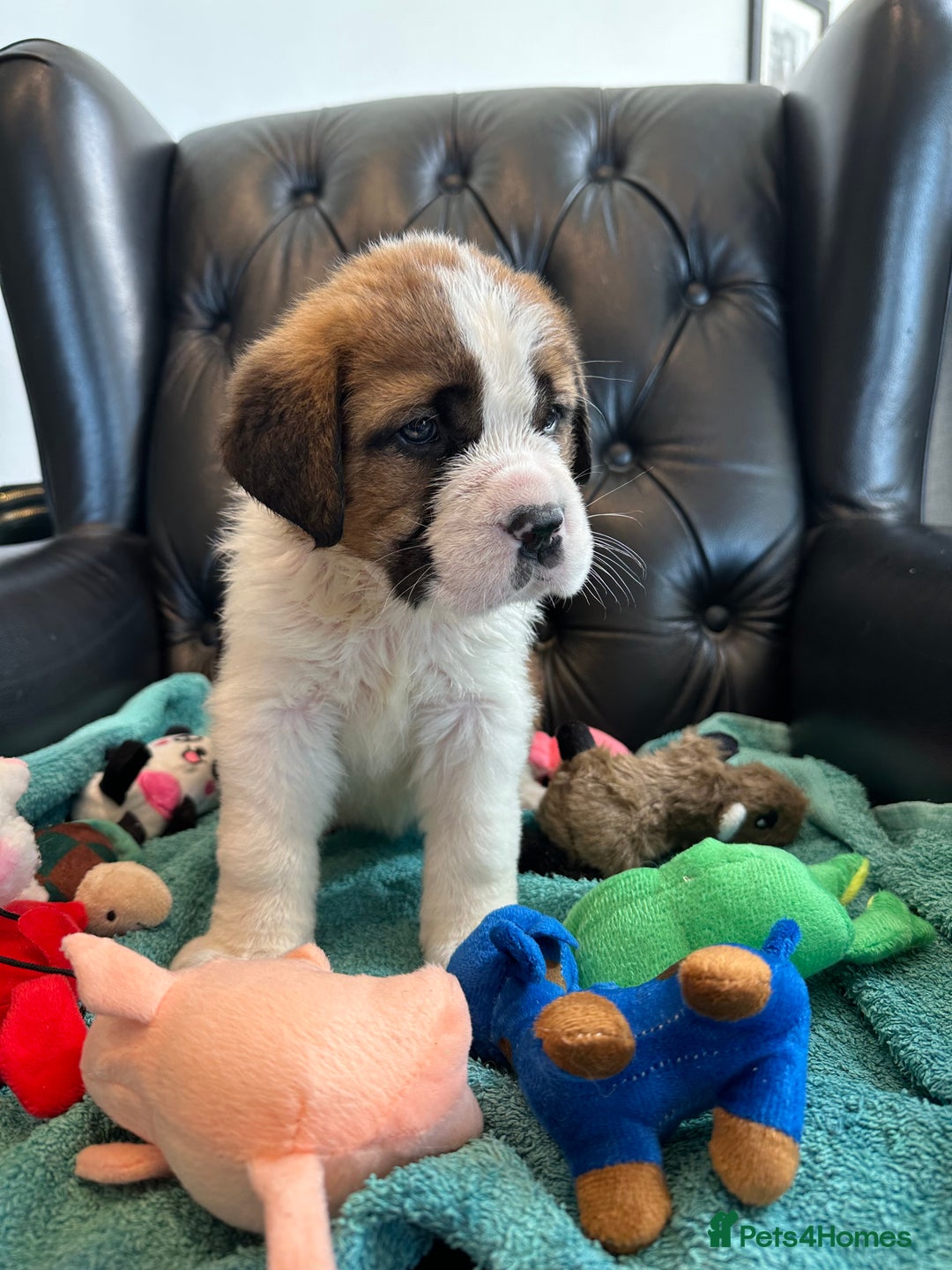 Saint Bernard dogs for sale: KC Registered St. Bernards For Sale! - Image 29