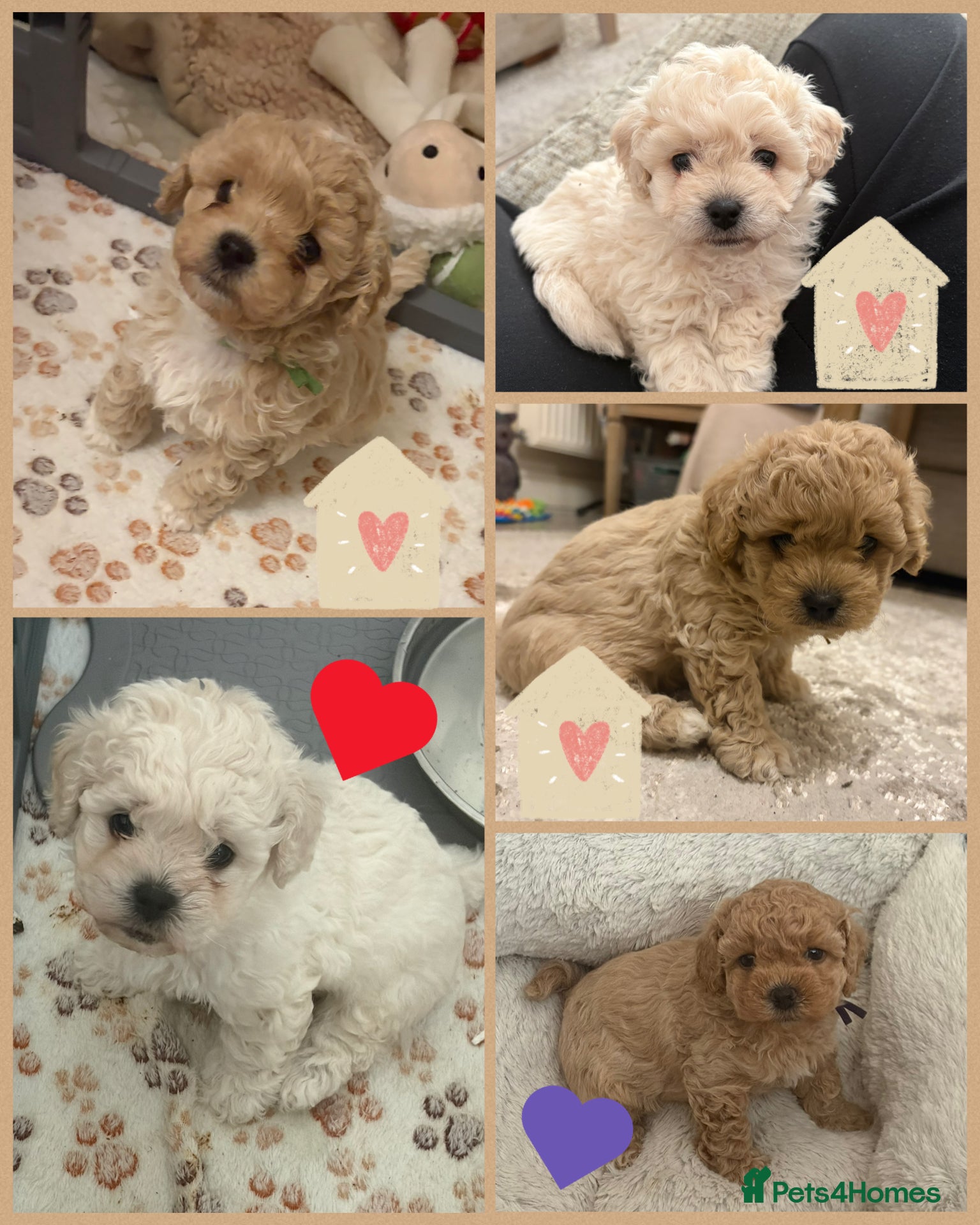 Mixed Breed dogs Beautiful Toy Poochon Puppies - Advert 2