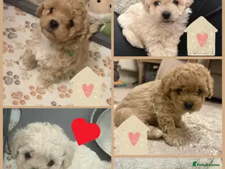 Mixed Breed dogs Beautiful Toy Poochon Puppies - Advert 2