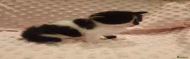 Black and white calico girl