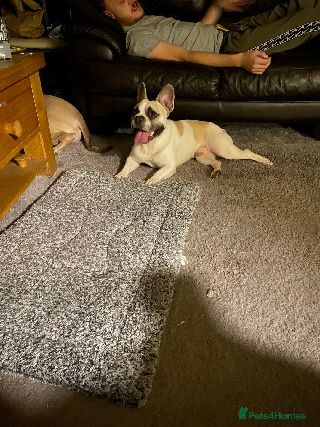 French Bulldog dogs for sale: Rehoming one year old French bulldog - Image 3