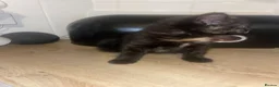 Mixed Breed cats for sale: Last little lady to find her forever home in Saltash - Advert 5