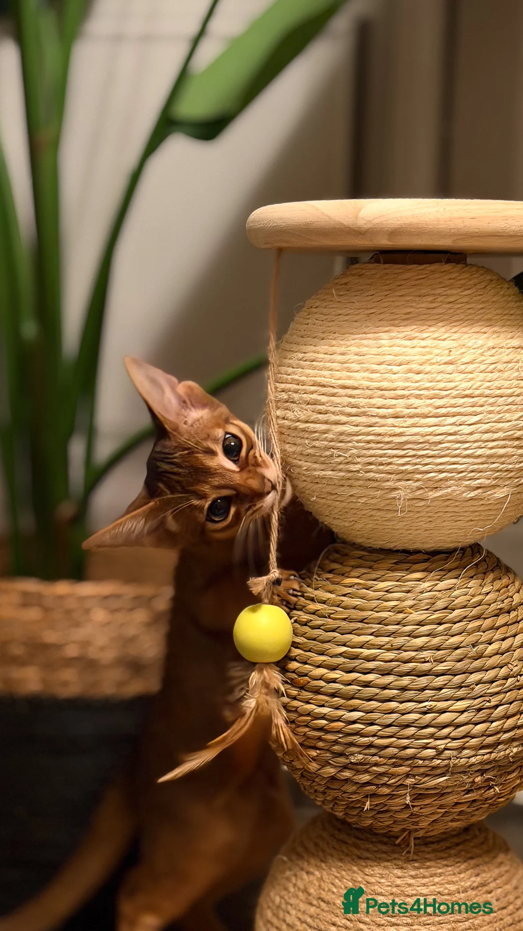 Abyssinian cats for sale: Champion Line Pedigree Abyssinian Kittens  - Advert 13