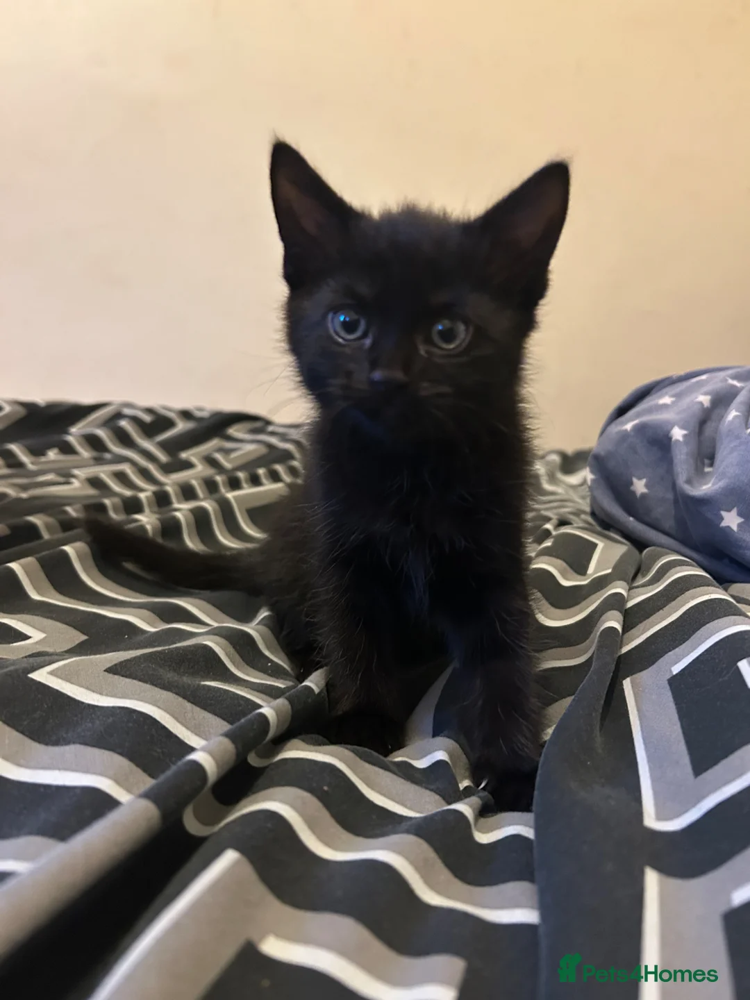 Bombay cats for sale: Bombay kittens for sale  - Advert 2