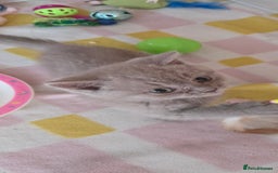 British Shorthair cats for sale: Britishshort hair kitten ready now - Image 4
