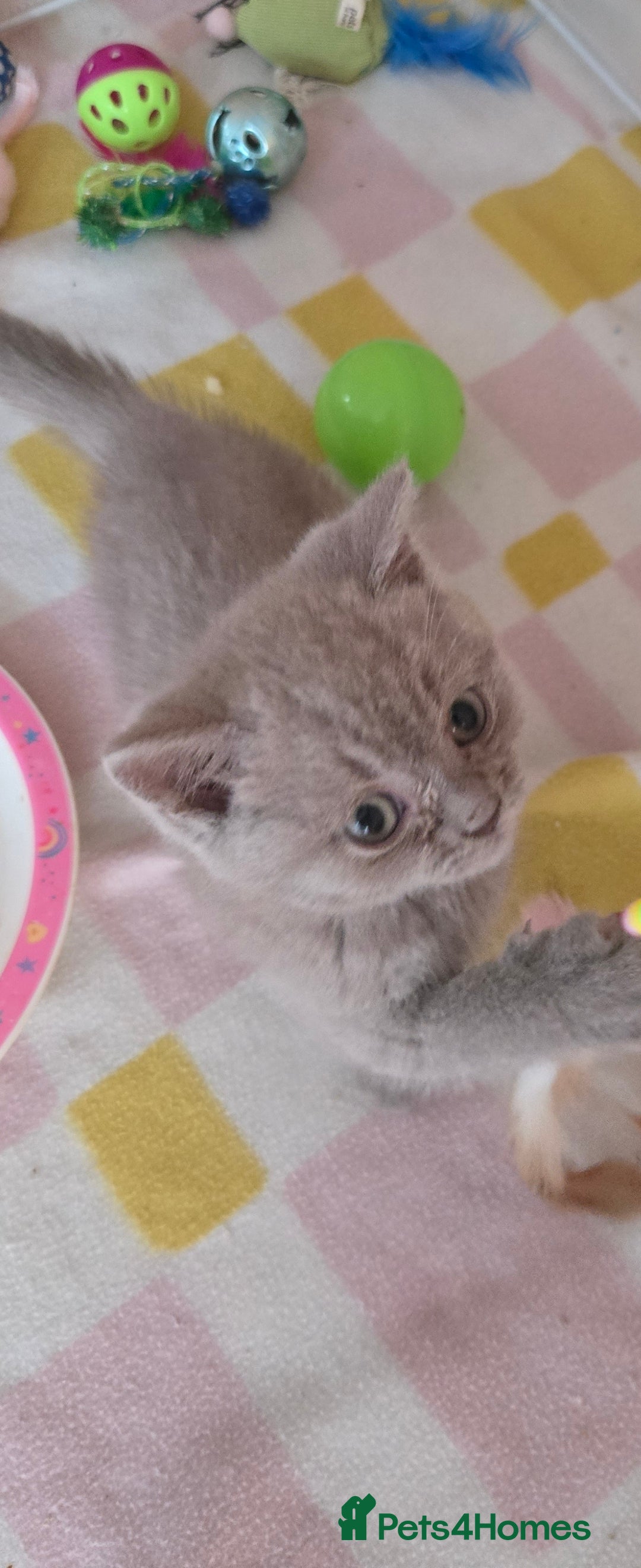 British Shorthair cats for sale: Britishshort hair kitten ready now - Image 4