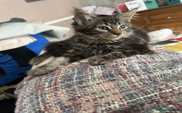 Maine Coon cats for sale: Stunning mainecoons  - Image 23