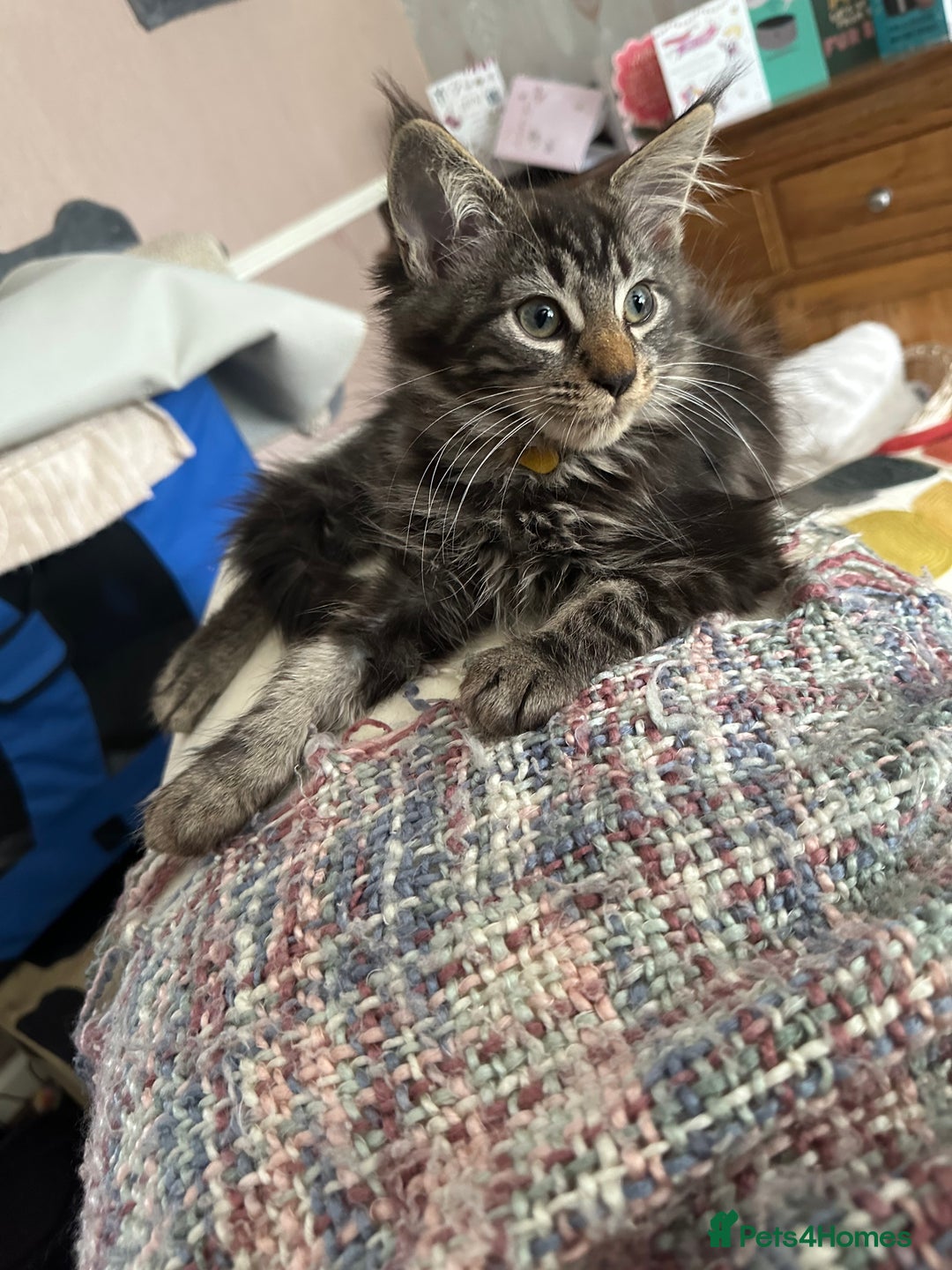 Maine Coon cats for sale: Stunning mainecoons  - Image 23
