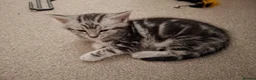 Maine Coon cats for sale: Beautiful Maine Coon cross kittens ❤️ in Shrewsbury - Advert 4