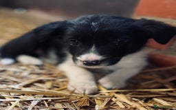 Mixed Breed dogs for sale: Collie x puppies - Image 10