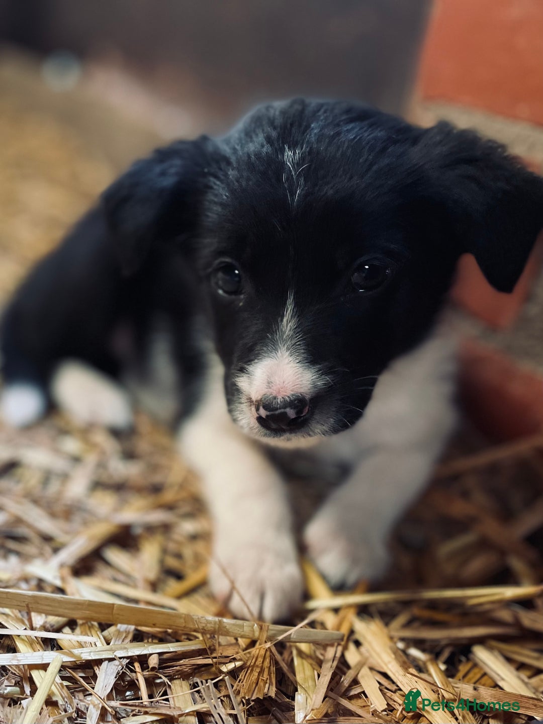Mixed Breed dogs for sale: Collie x puppies - Image 10