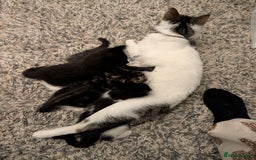 Mixed Breed cats for sale: Two beautiful male kittens - Image 1