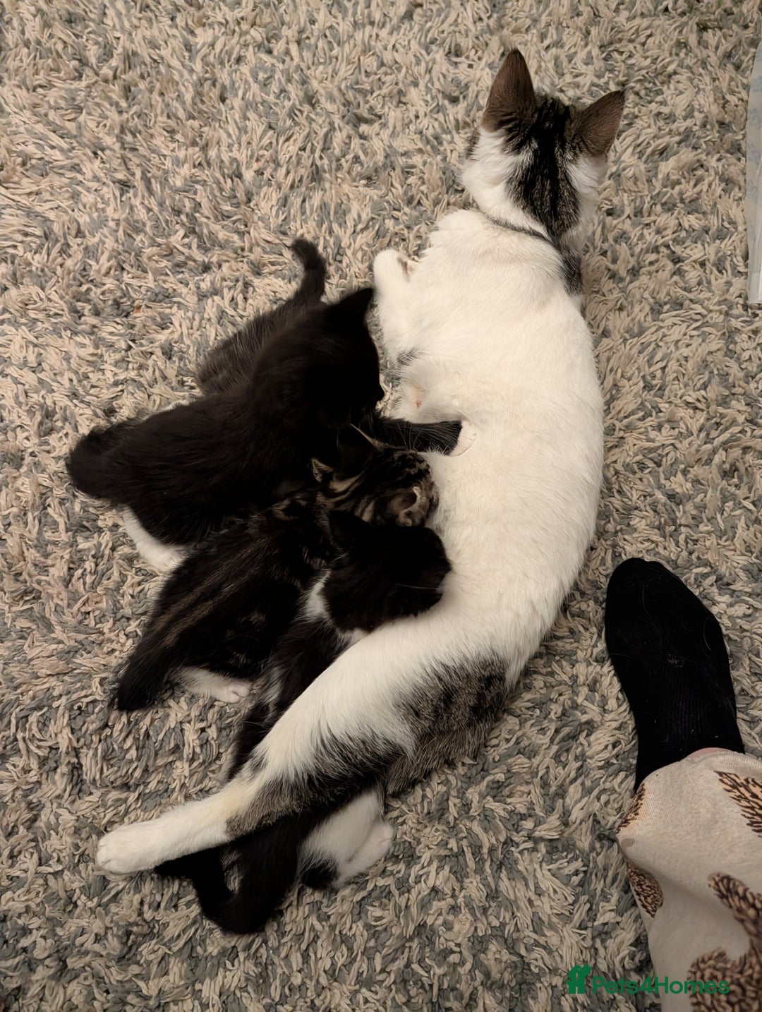 Mixed Breed cats for sale: Two beautiful male kittens - Image 1