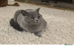 British Shorthair cats for sale: Nala - BSH Blue - Image 3