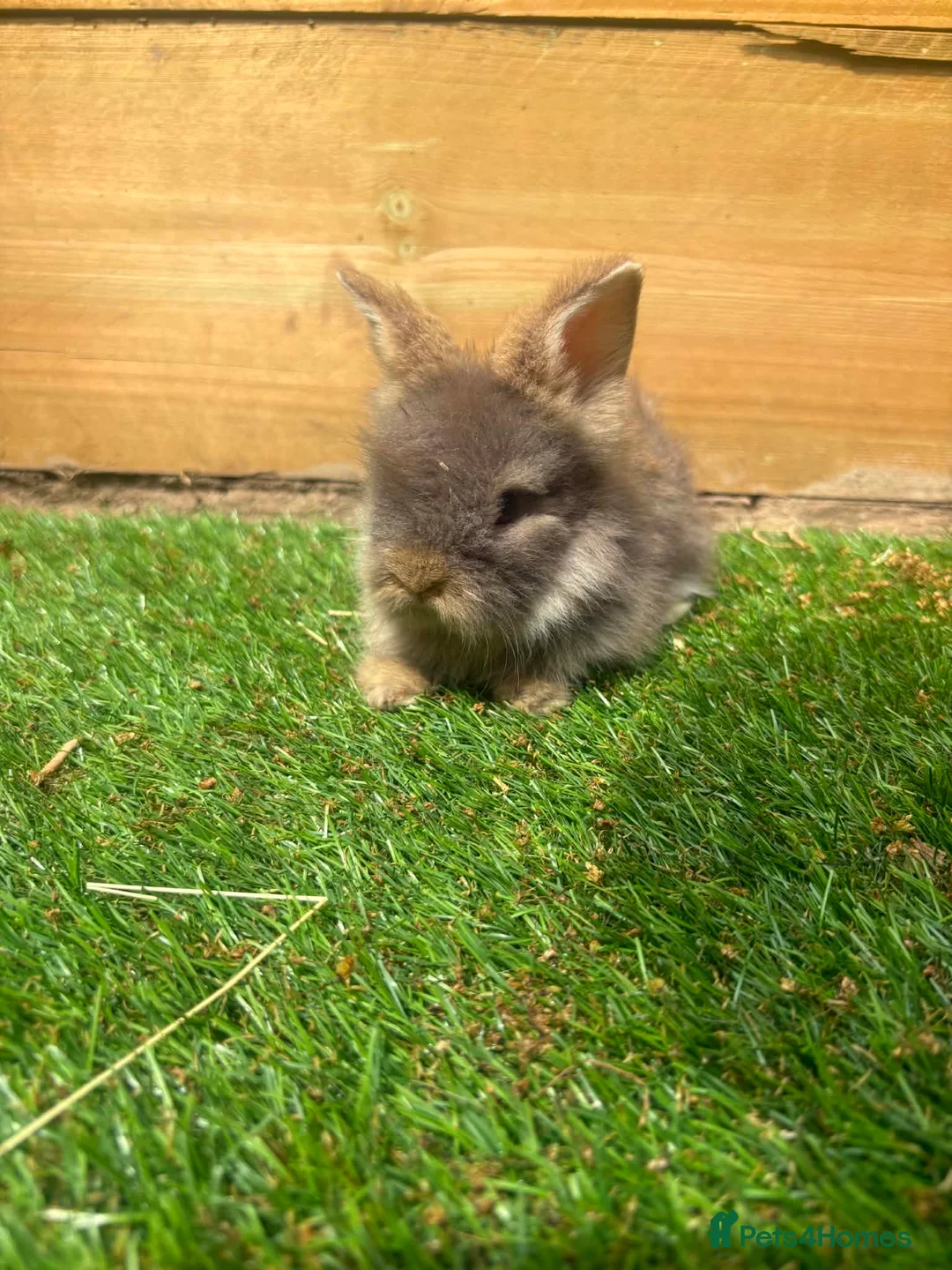 Angora rabbits for sale: English angora babies  in Stoke-on-Trent - Advert 2