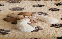 Australian Labradoodle dogs for sale: STUNNING FULLY HEALTH TESTED PUPPIES 🌟🐾 - Image 25