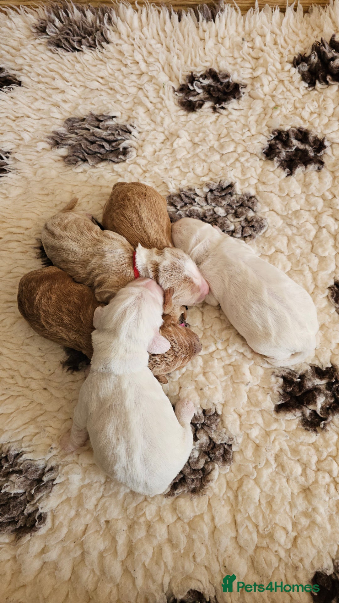 Australian Labradoodle dogs for sale: STUNNING FULLY HEALTH TESTED PUPPIES 🌟🐾 - Image 25
