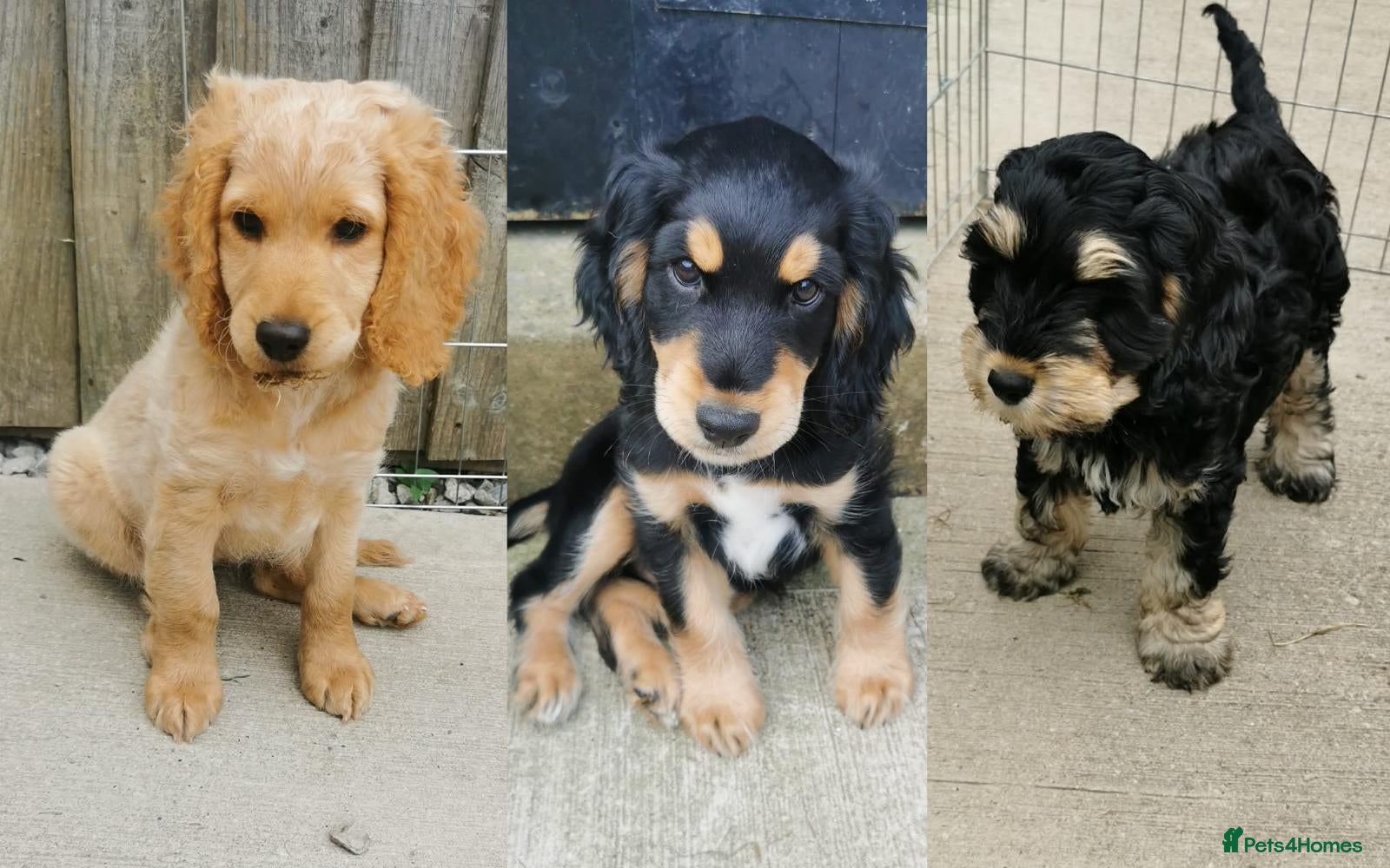 Cockapoo dogs Cockapoo (1 boy, 2 girls) - All available - Advert 11