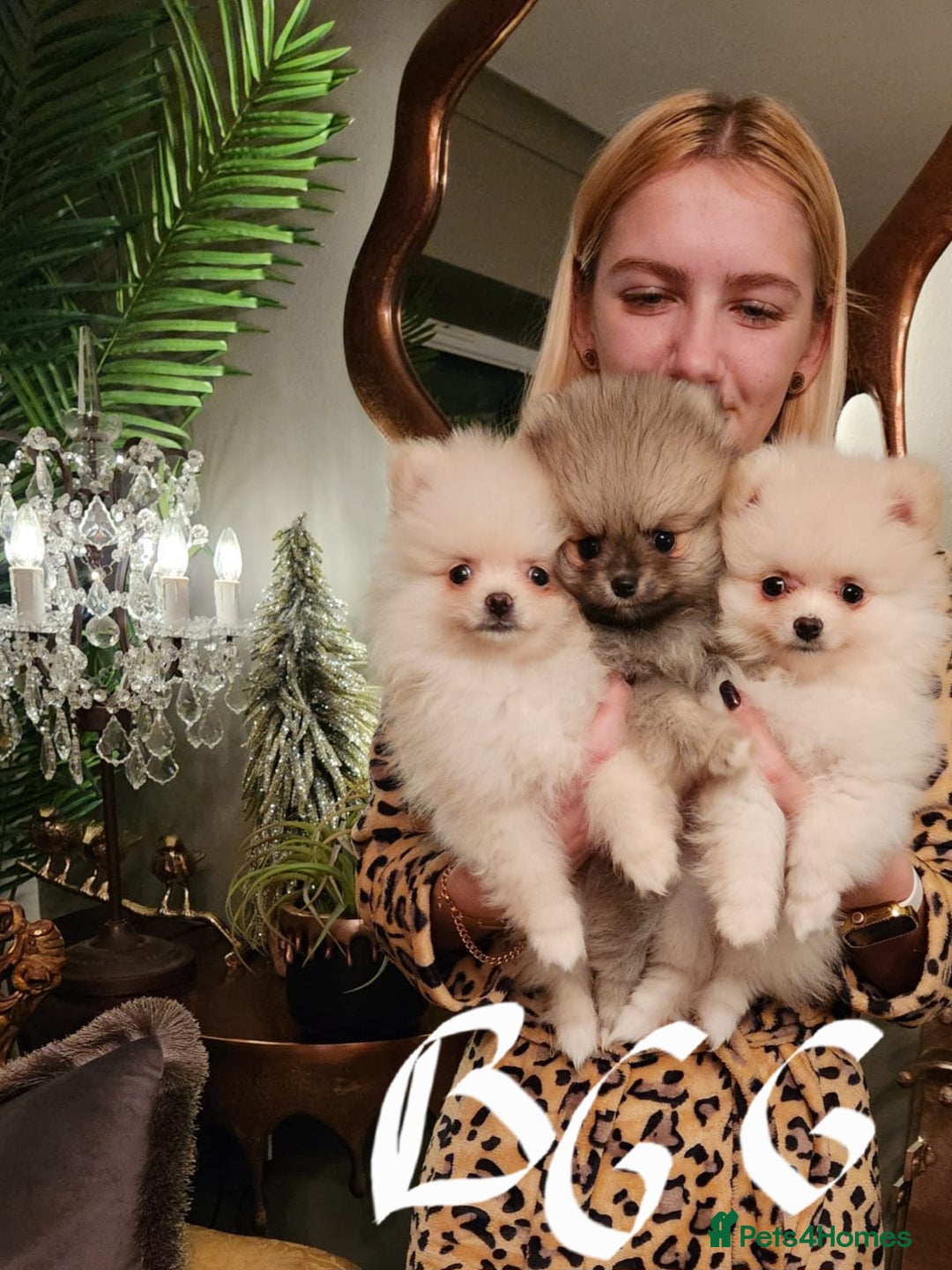 Pomeranian dogs for sale: K C registered beautiful Pomeranians - Advert 2