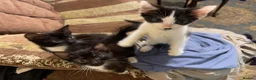 Mixed Breed cats for sale: Kittens ready to leaven 💕 - Advert 17