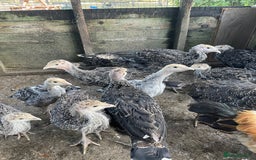 Turkeys poultry for sale: Mixed turkey poults / growers  - Image 2