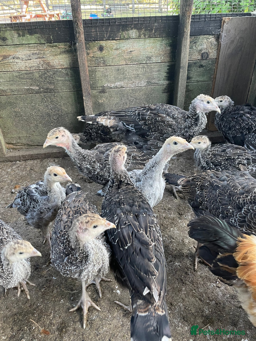 Turkeys poultry for sale: Mixed turkey poults / growers  - Image 2