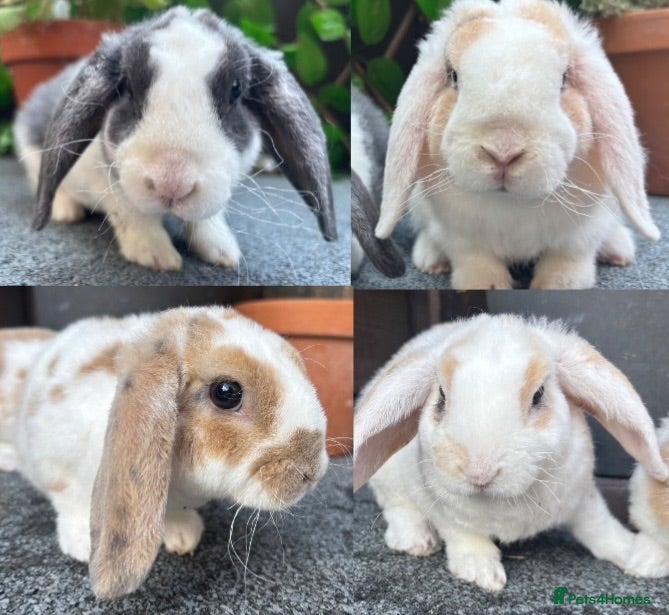 Mini Lop rabbits Mini Plush Lops Does & Bucks. Hypoallergenic Fur. - Advert 12