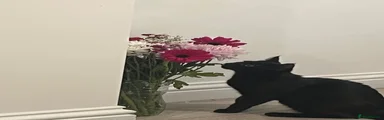Domestic black 