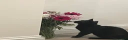 Maine Coon cats for sale: Two female cats  in Erith - Advert 4