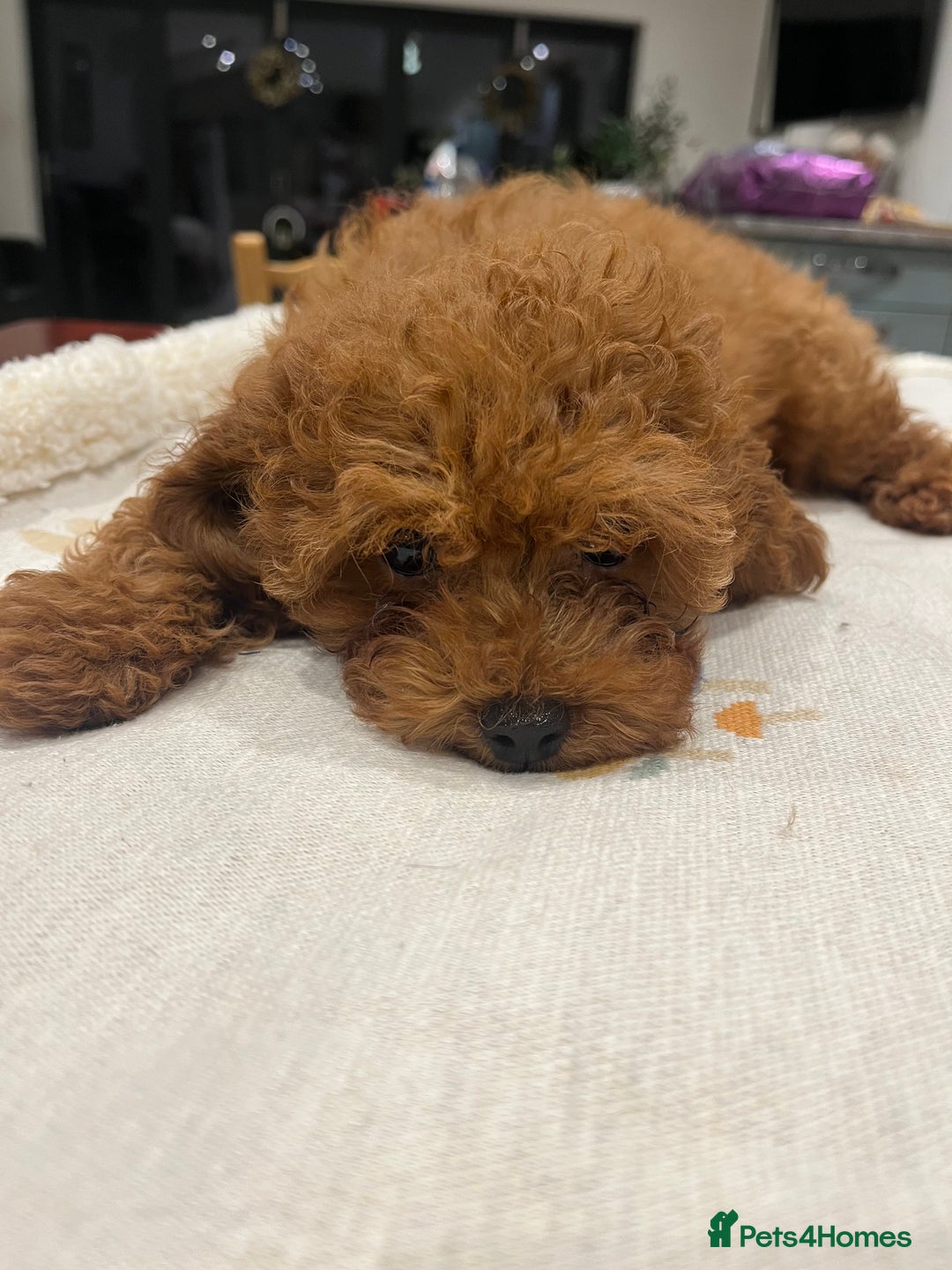 Toy Poodle dogs for sale: 🧸Beautiful red toy/asian poodle puppies 🧸  - Advert 21