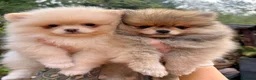Pomeranian dogs for sale: 2 little girls - Advert 8