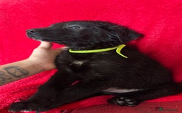 Mixed Breed dogs for sale: German shepherd x border collie - Image 9