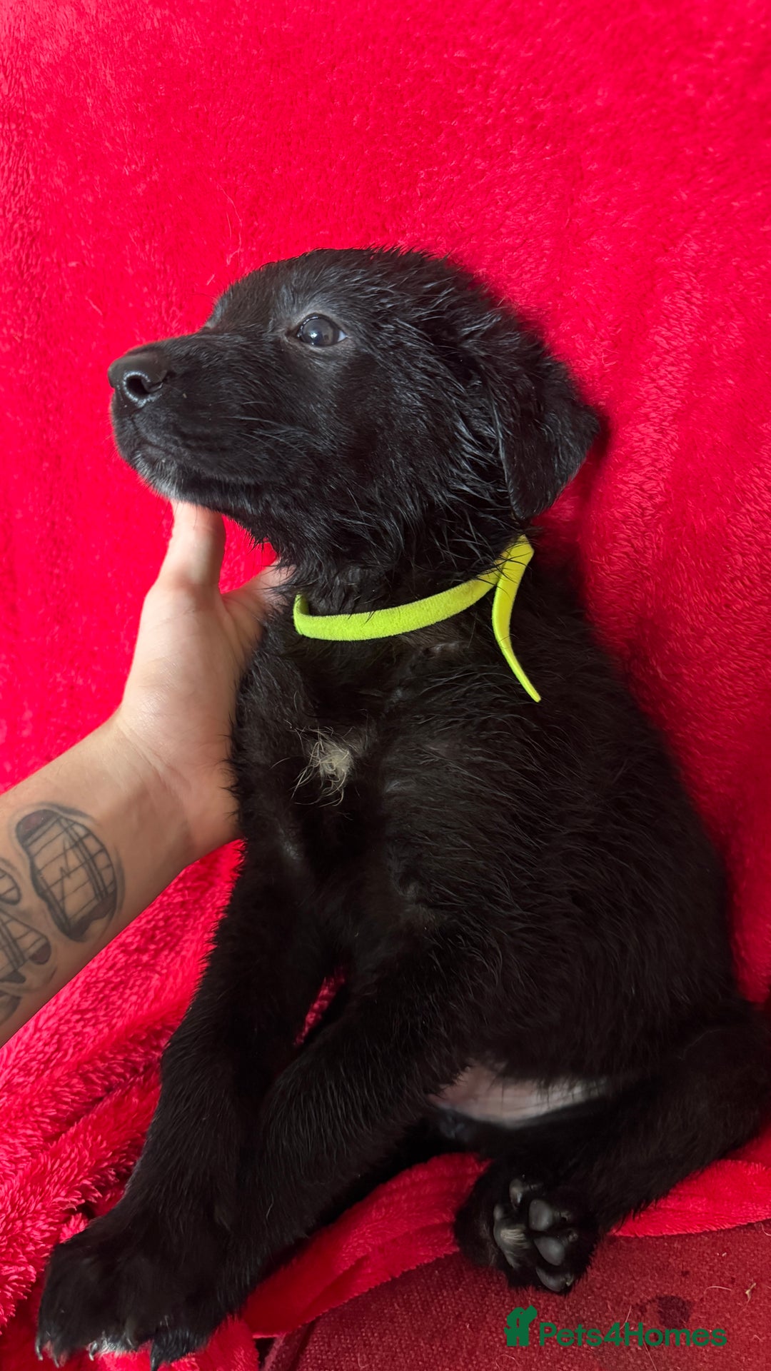 Mixed Breed dogs for sale: German shepherd x border collie - Image 9