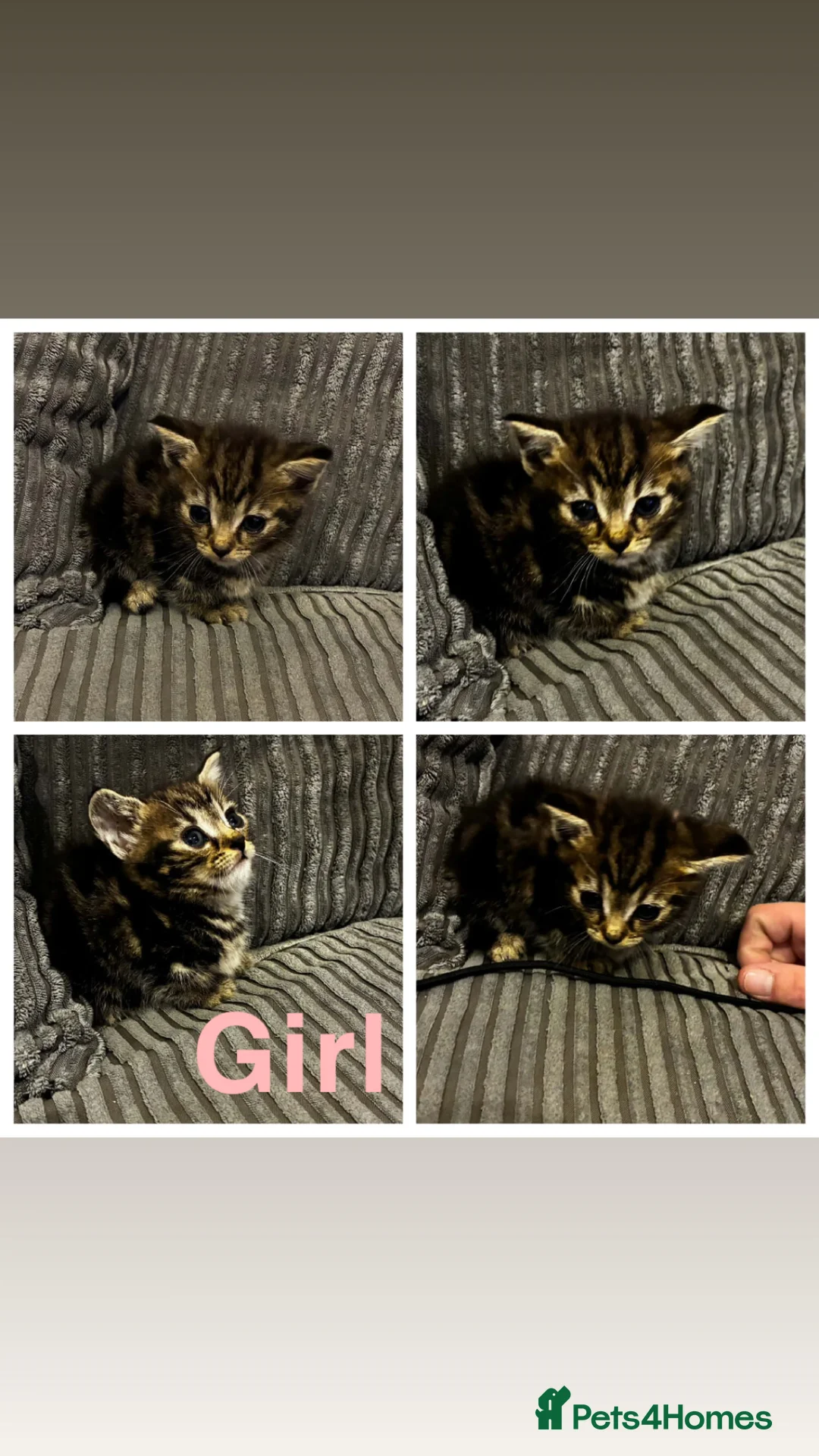 Mixed Breed cats for sale: 7 Beautiful Tabby Kittens For Sale in Brierley Hill - Advert 13