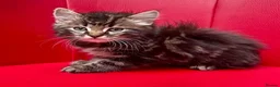 Mixed Breed cats for sale: Big Litter Big Love ❤️  - Advert 4
