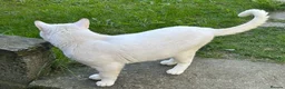 Mixed Breed cats for sale: 6-year-old rescue cat who seeks calm, loving home. - Advert 10