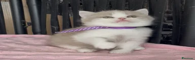 British Shorthair Kitten 7