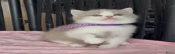 British Shorthair cats for sale: Beautiful BSH Champion line Kittens  - Advert 28