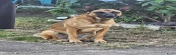 Belgian Shepherd Dog dogs for sale: Belgian shepherd female 5 year old - Advert 5