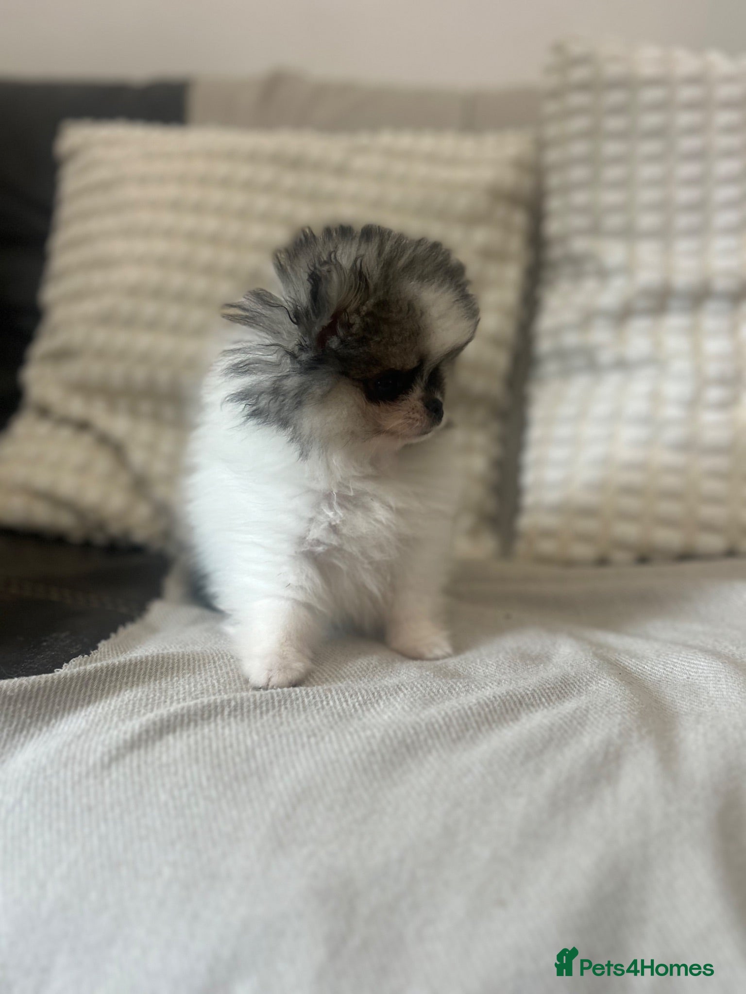 Pomeranian dogs Teddy bear faced tiny kc Pomeranian girls  - Advert 2