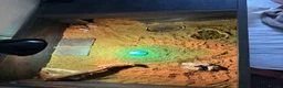Tortoise reptiles for sale: Horsefield Tortoise Complete Setup Included – £140 in Derby - Advert 2