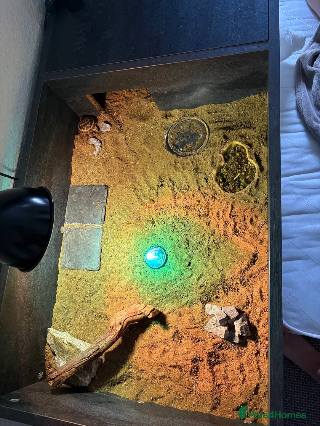 Tortoise reptiles for sale: Horsefield Tortoise Complete Setup Included – £140 in Derby - Advert 2