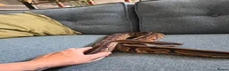 Python Snake reptiles for sale: Various Royal Pythons - Advert 13