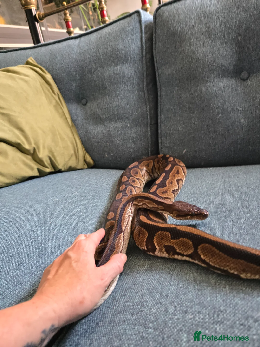 Python Snake reptiles for sale: Various Royal Pythons - Advert 13
