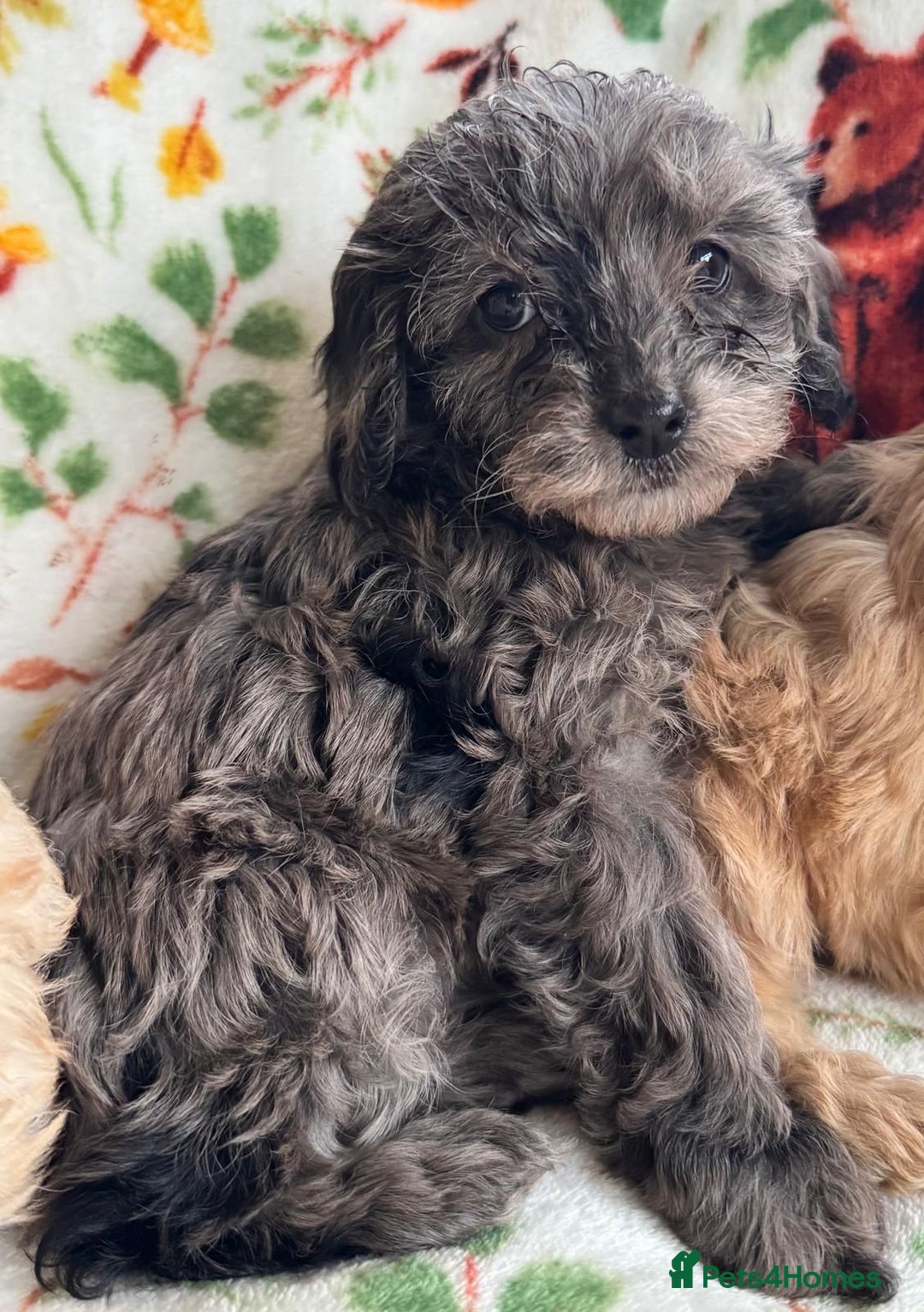 Cavapoo dogs for sale: F1b cavapoo babies - Advert 8