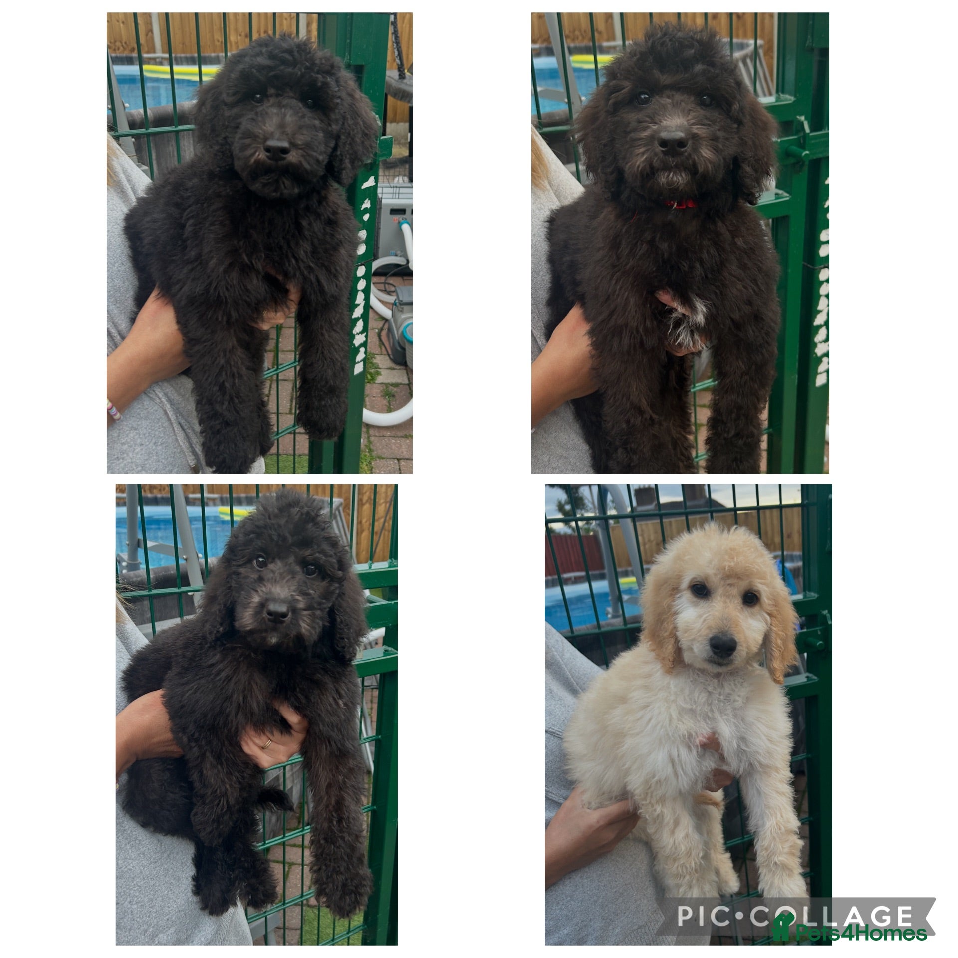 Labradoodle dogs Chunky health tested f1bb standard labradoodles  - Advert 1
